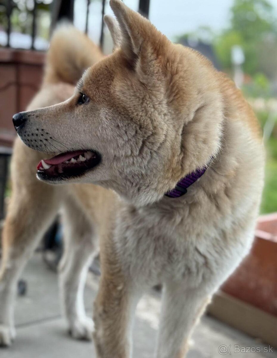 Akita inu