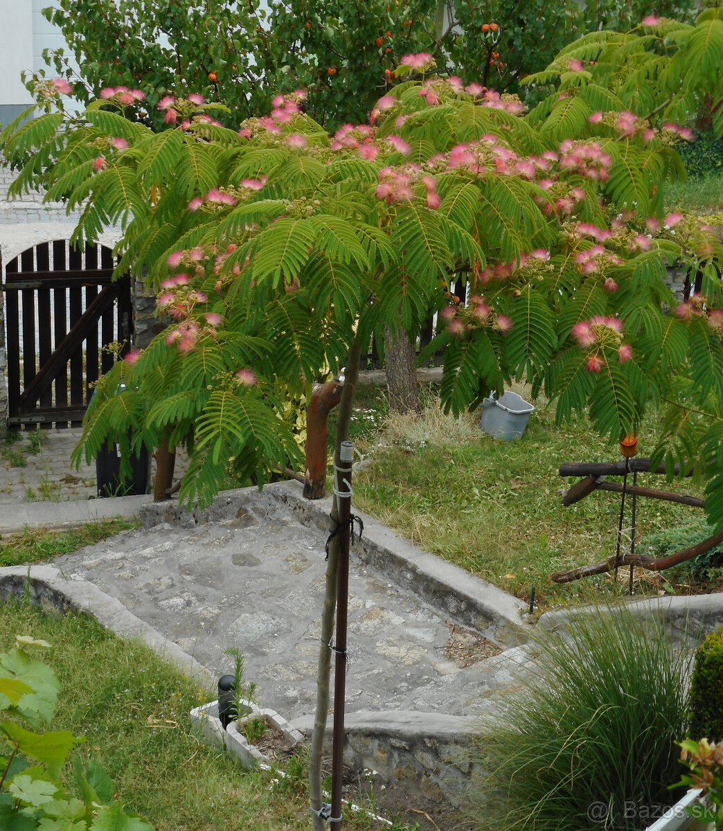 ALBIZIA ružova