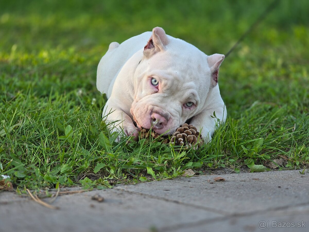 American Bully