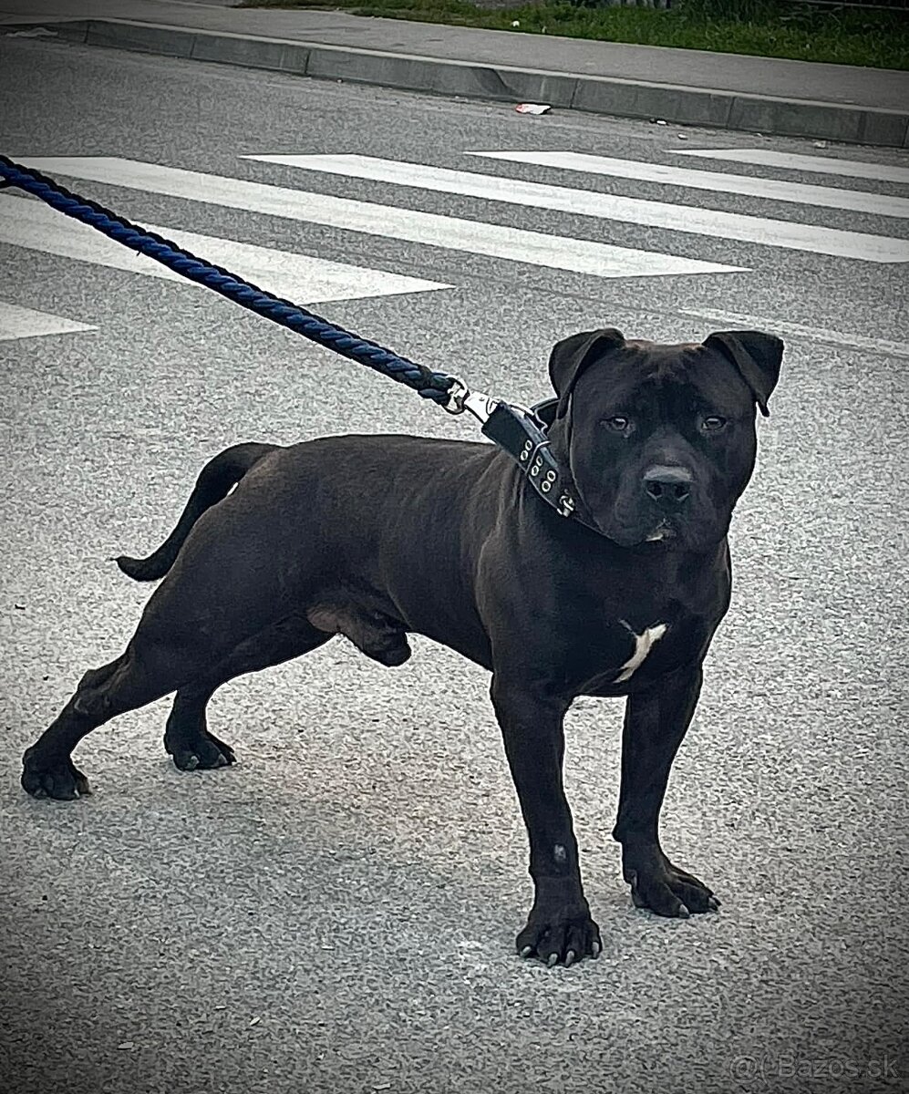 Ponukam na kryté amstaff staford