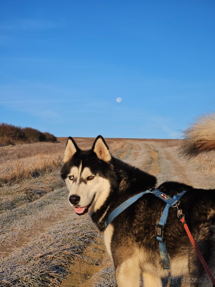 Sibírsky husky na krytie.