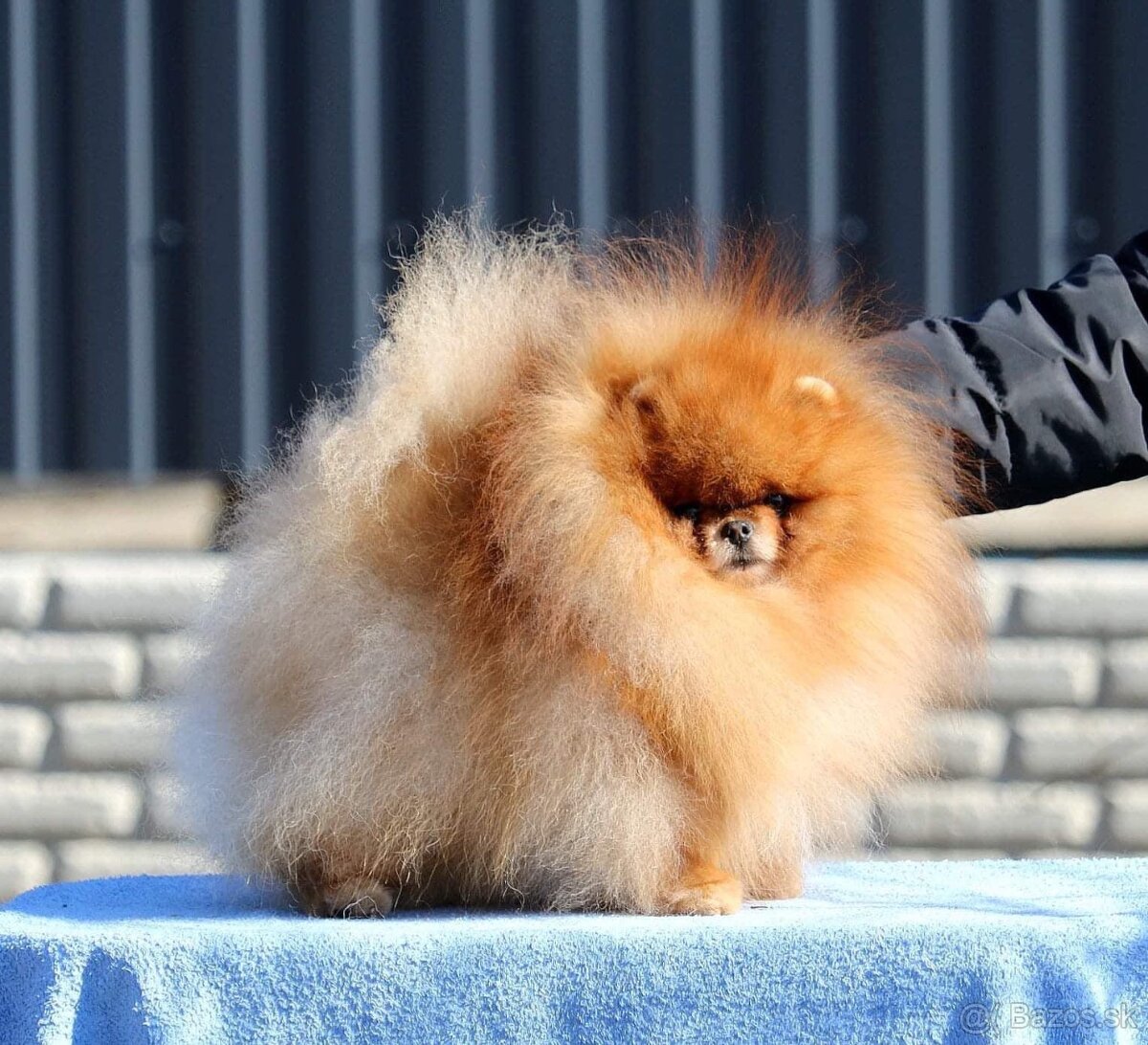 Pomeranian s PP FCI