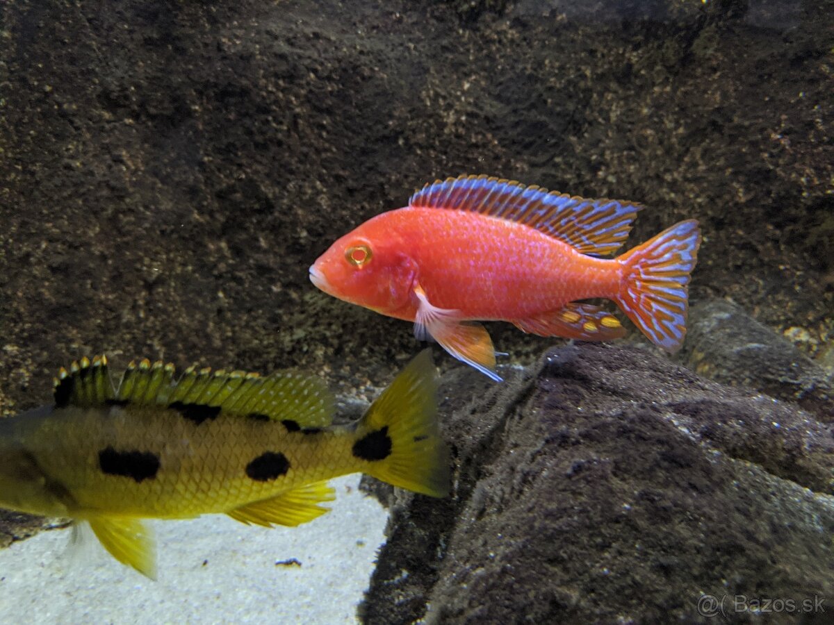 AULONOCARA FIREFISH CORAL RED ALBINO