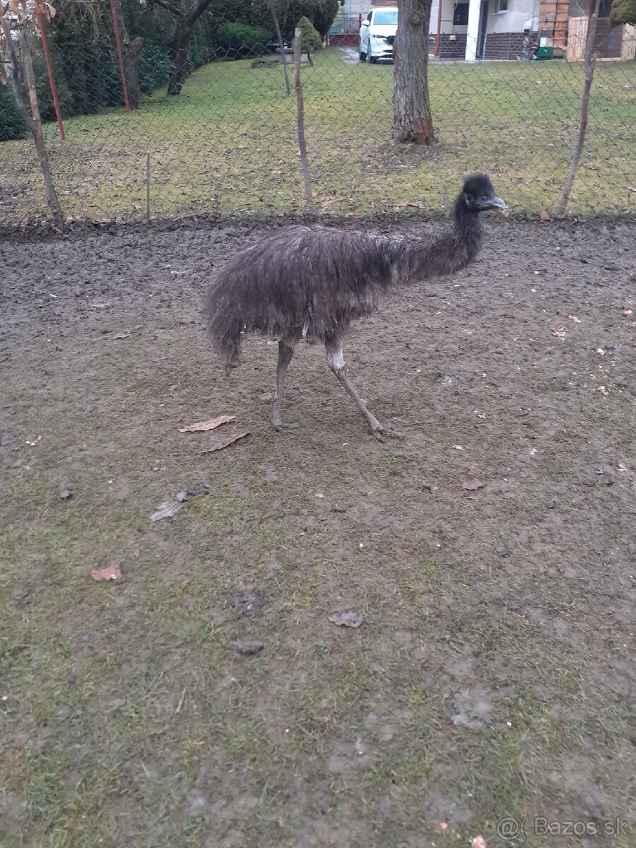 Emu Hnedy