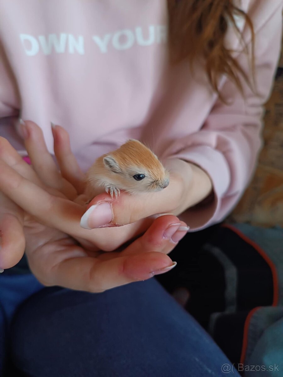 Pieskomily na predaj len do dobrých rúk