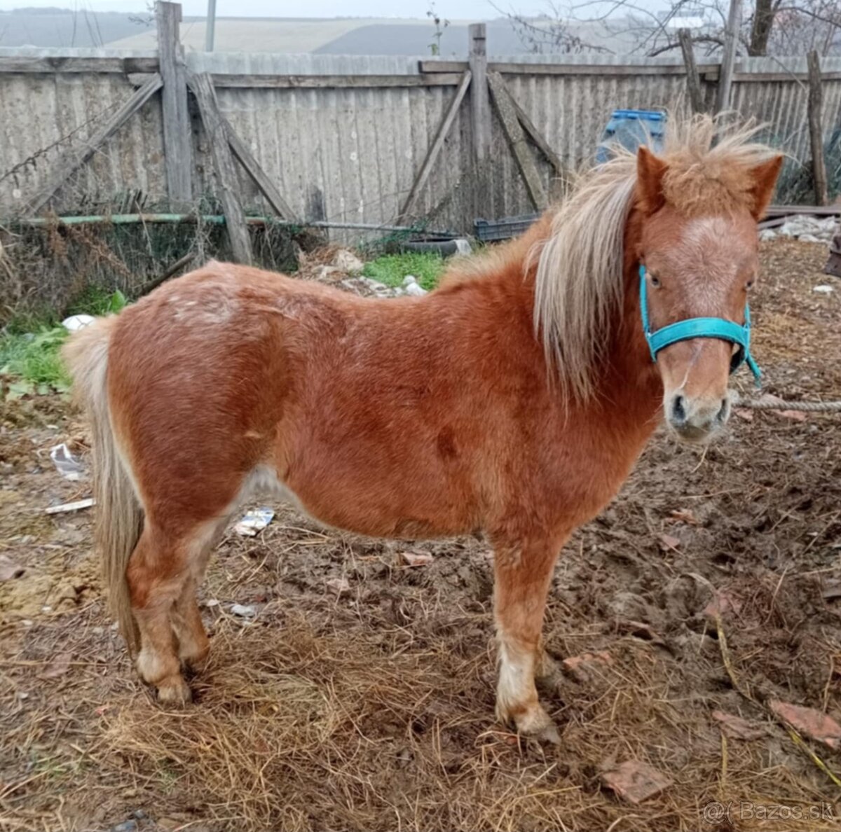 Predám alebo vymenim ponyka