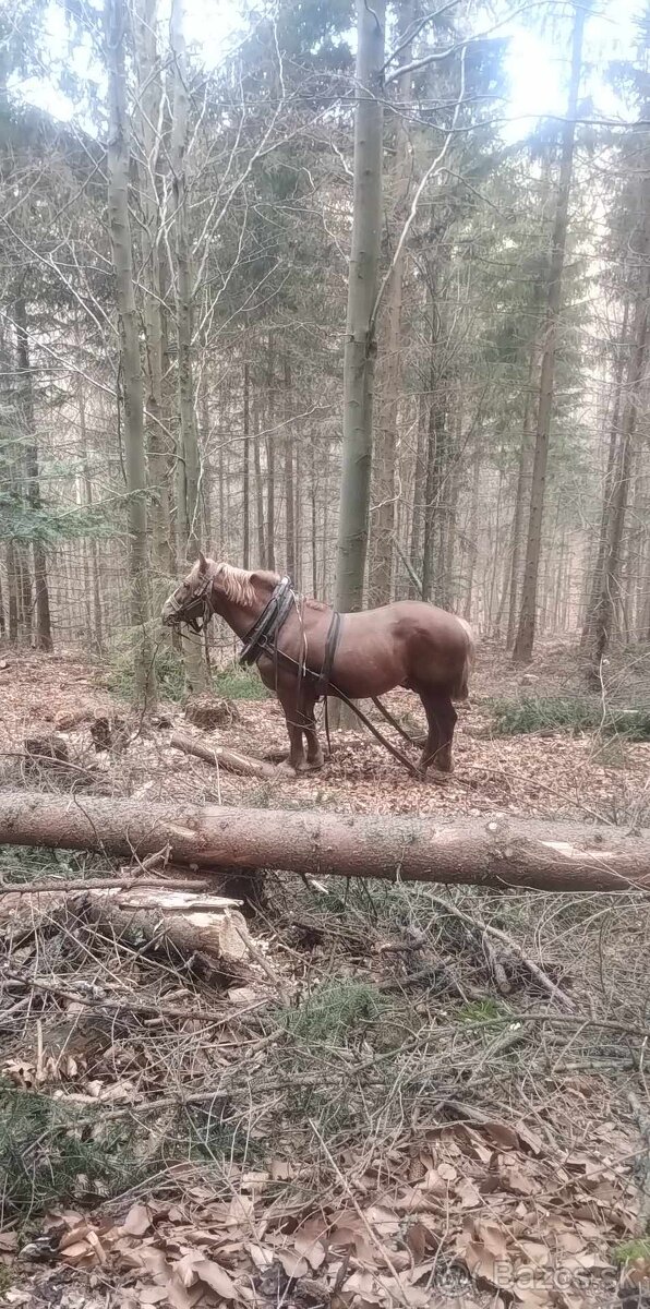 Predám ťažného zrebca