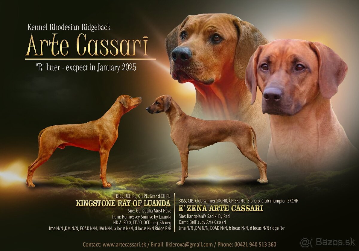 Rhodesian ridgeback