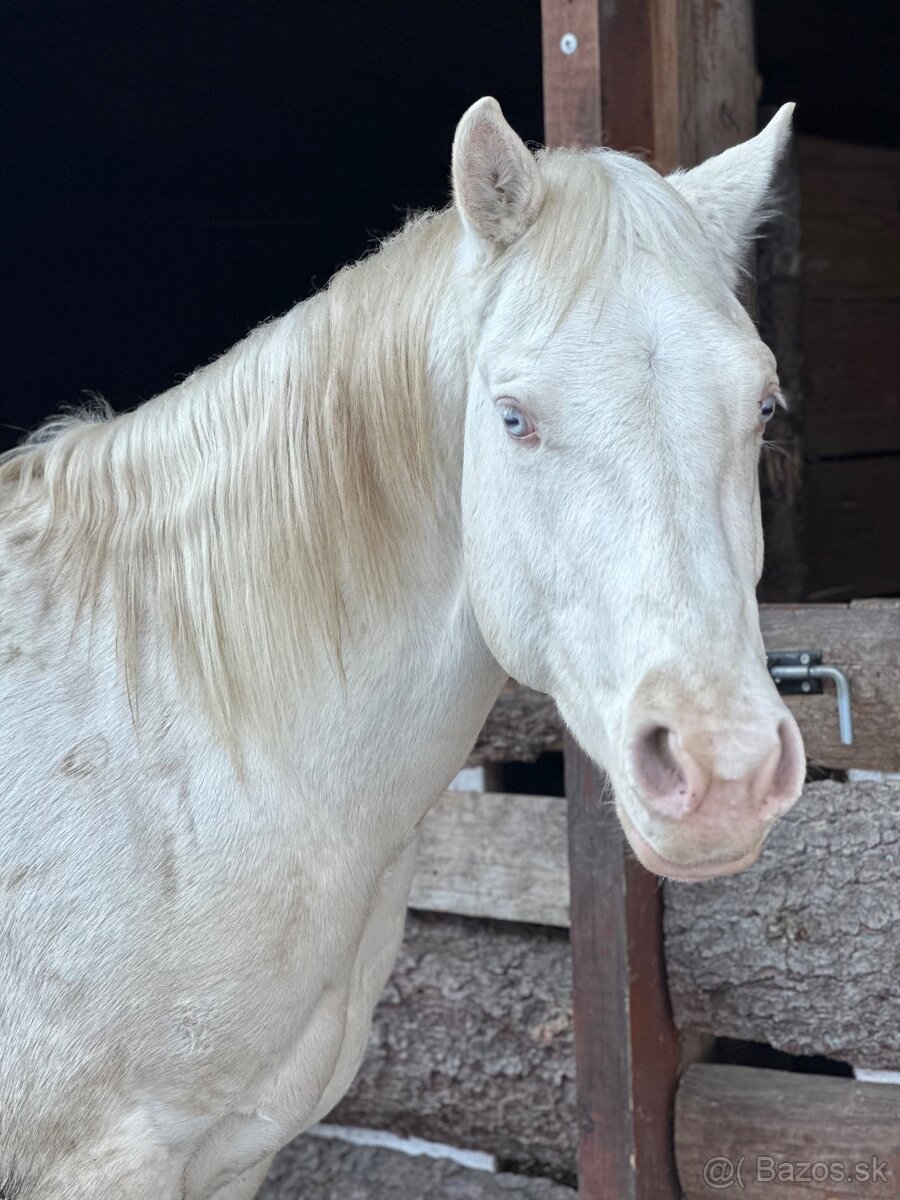 Quarter horse cremello žrebec