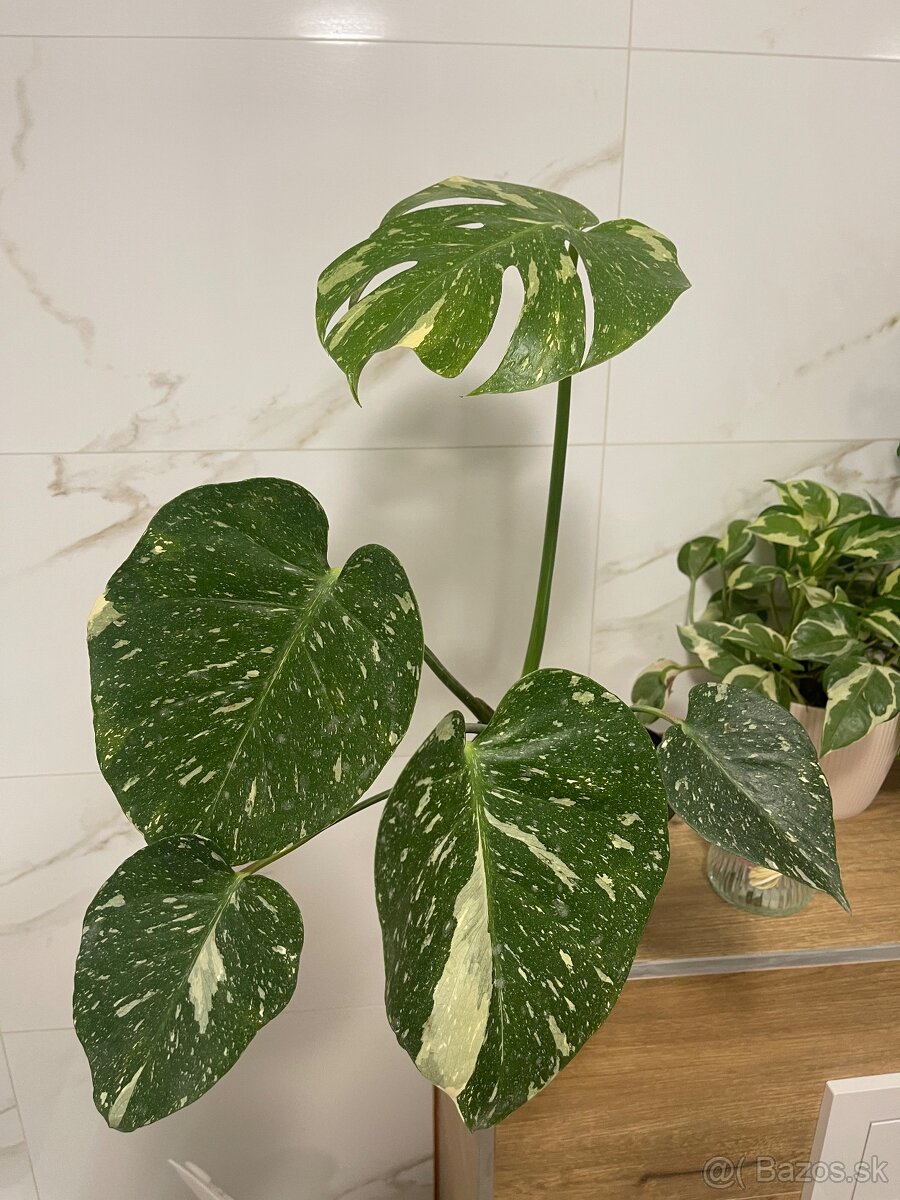 Monstera deliciosa ‘Thai constellation’