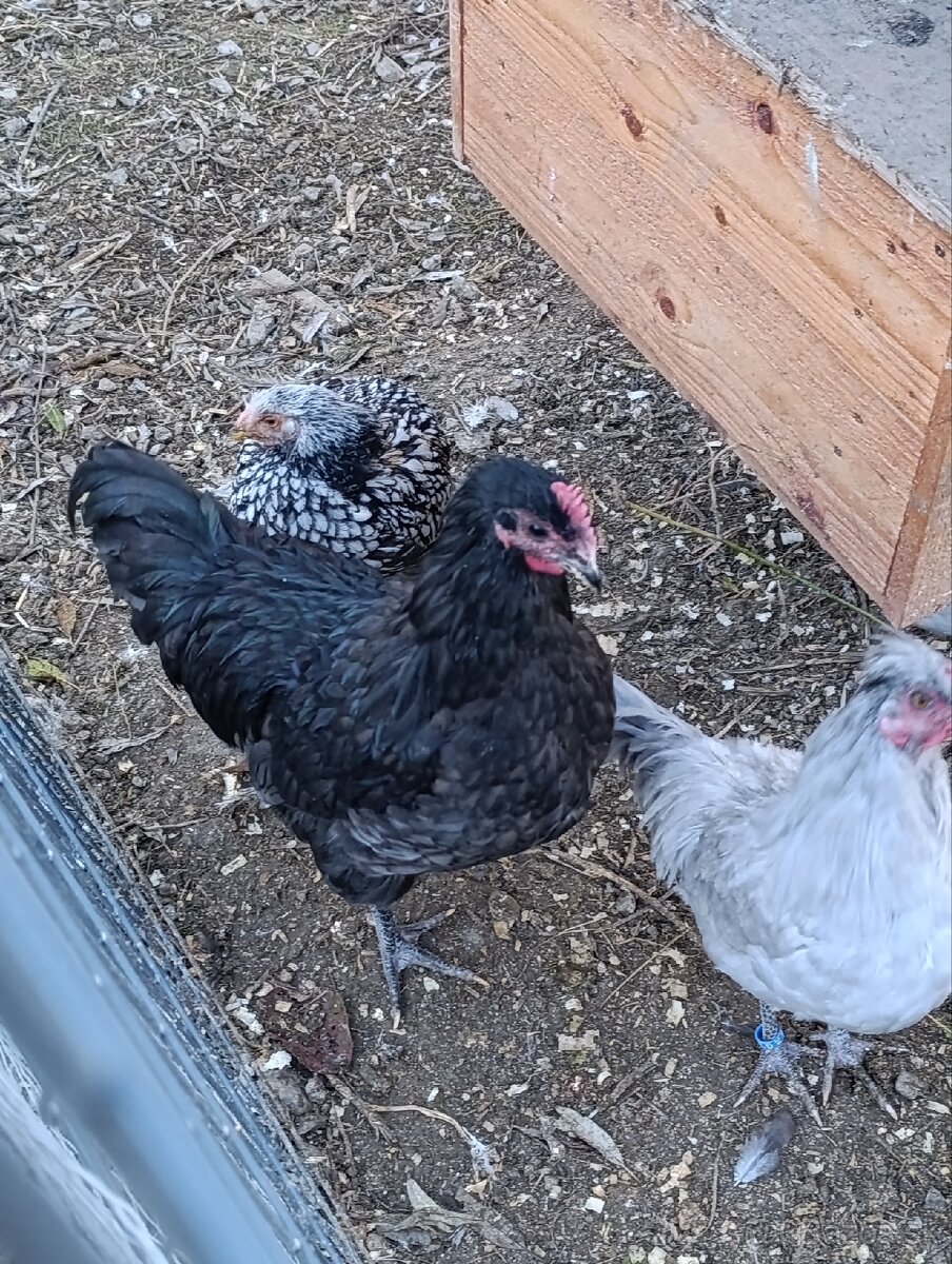 Australorp ciernomodra kohutik