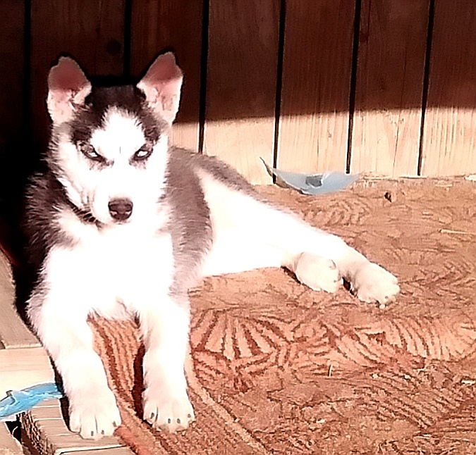 Sibirsky husky hasky