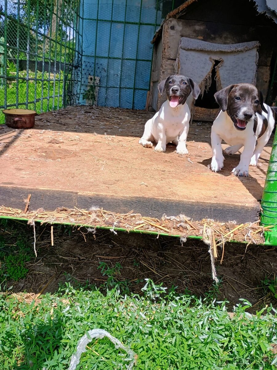 Predam šteniatka Jack Russell Terier