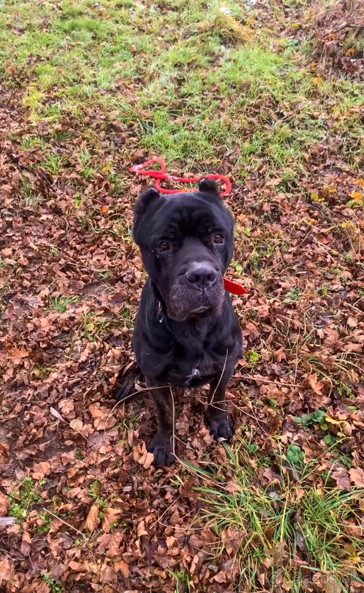 ZATIAĽ REZERVOVANÝ Cane Corso