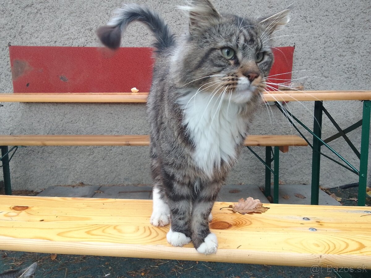 Maine coon (Manilska myvalia)