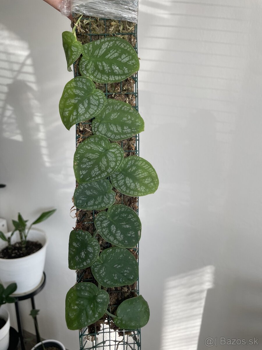 Monstera dubia