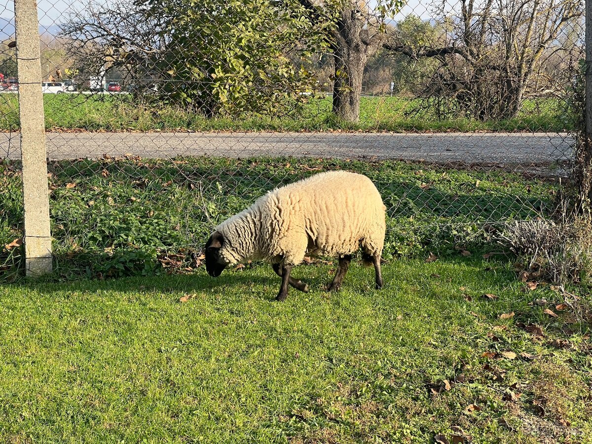 Predam 2x Ovečku suffolk