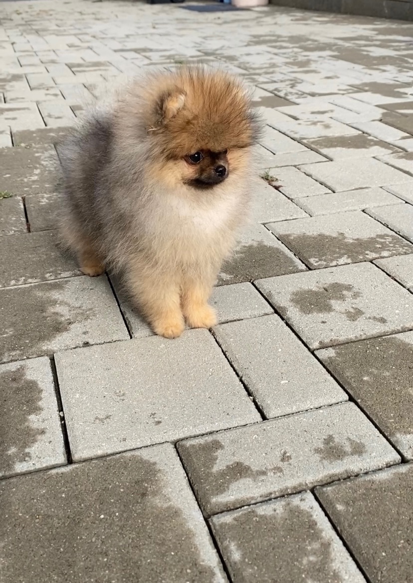 Pomeranian