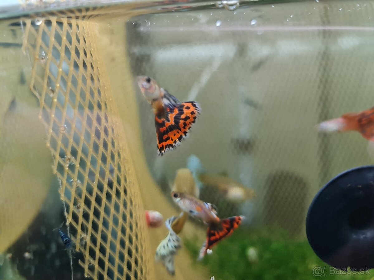 Red/blue mosaic guppy