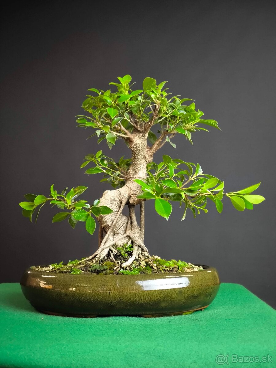 Bonsaj Ficus