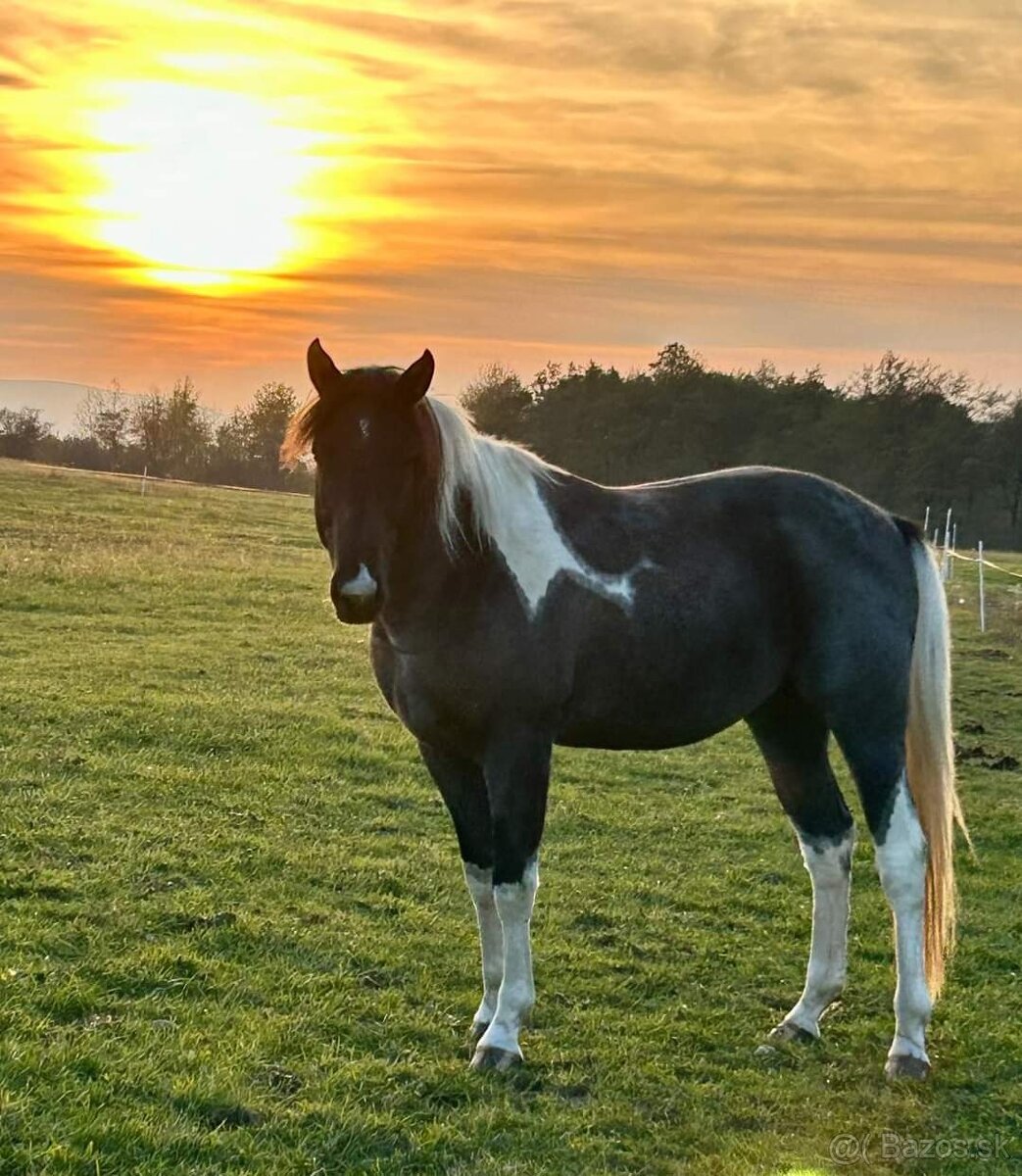 APH APHA PAINT HORSE ŽREBEC pripúšťanie