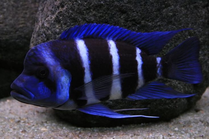 Cyphotilapia Gibberosa Blue Zaire Moba