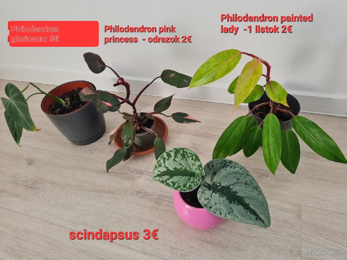 Izbove rastliny - syngonium, philodendron