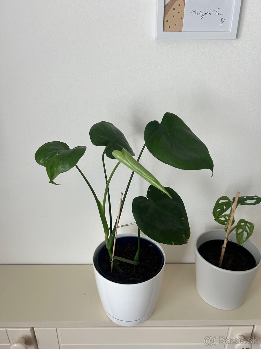 Monstera deliciosa