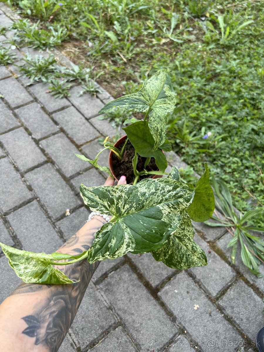 Syngonium Mottled Mojito