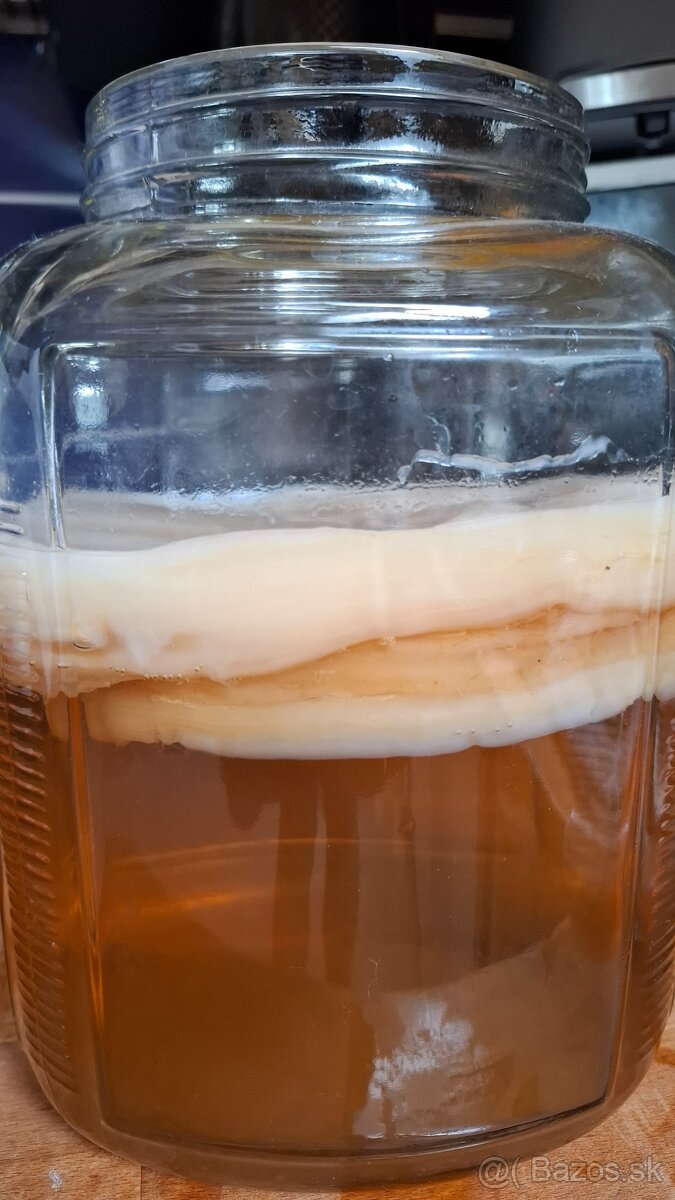 Scoby na vyrobu caju Kombucha