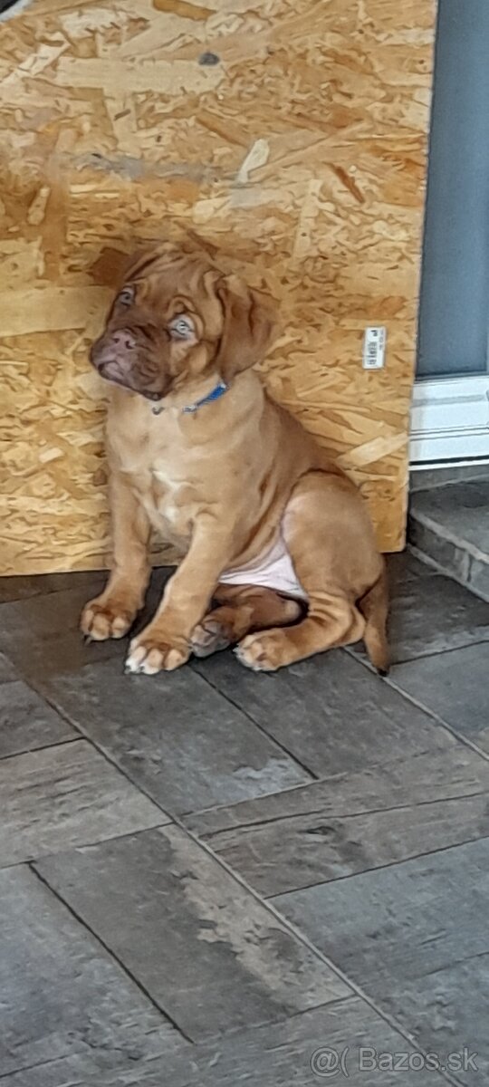 Dogue de Bordeaux Bordeauxska doga