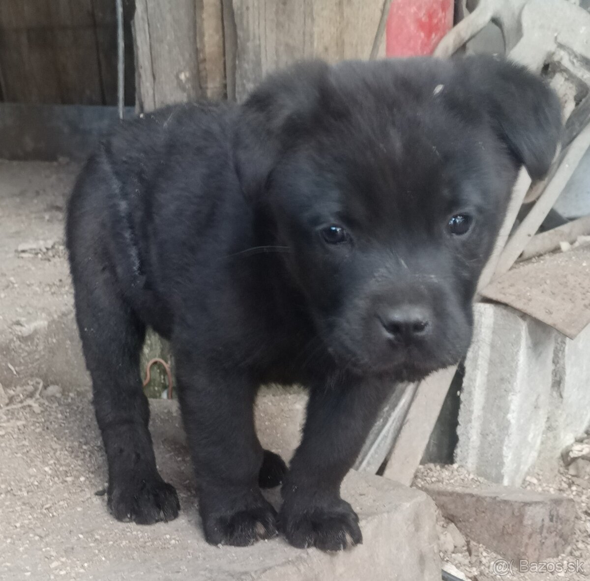 Psík Cane Corso