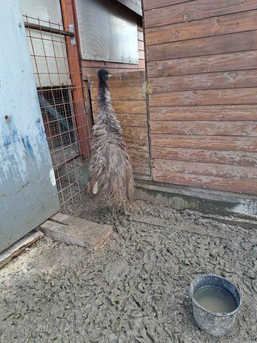 Emu