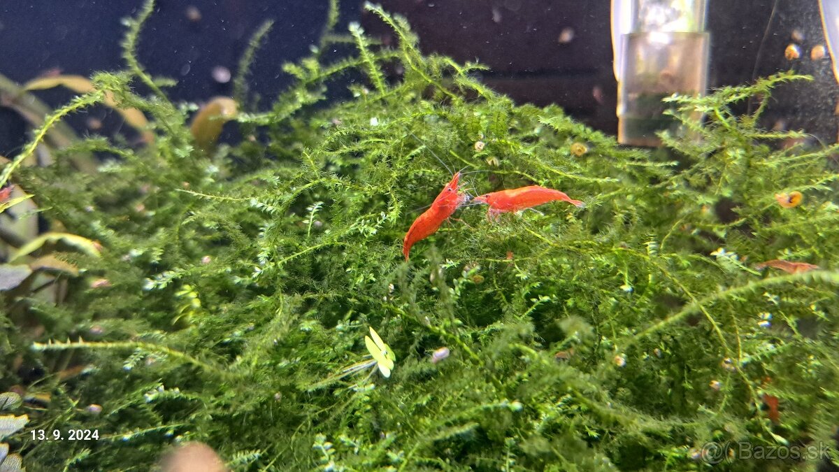 Krevetky neocaridina red cherry