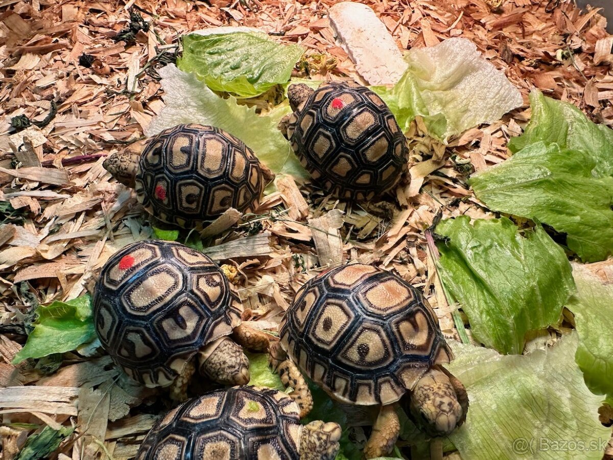 Korytnačka leopardia - Stigmochelys pardalis