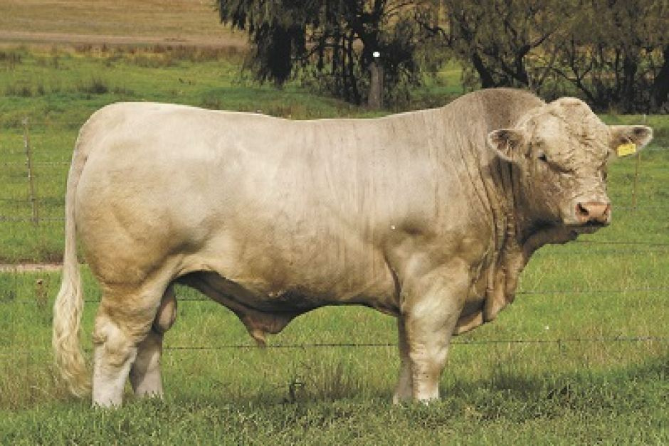 Plemenné býky Charolais