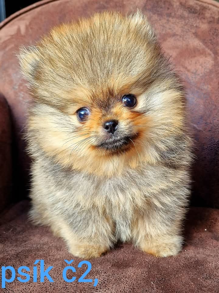 Pomeranian mini Boo