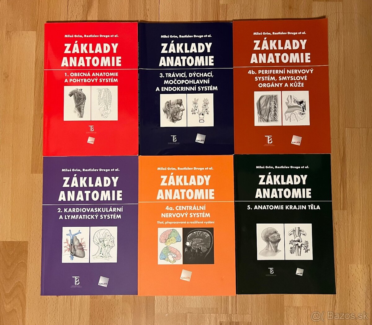 Základy anatomie