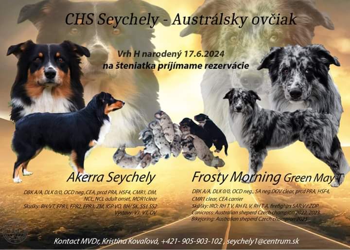 Australsky ovciak s PP