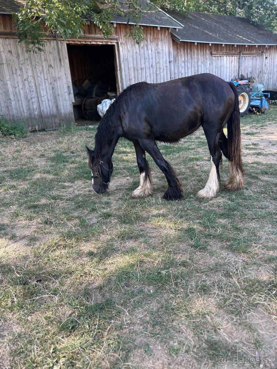 Irsky cob kobyla