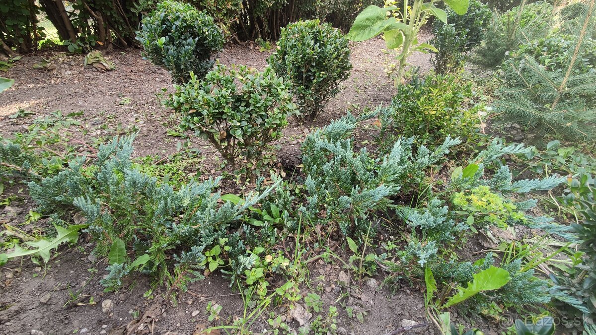 Buxus, Juniperus poliehavý (Blue star)+ Floxi fialové vysoké