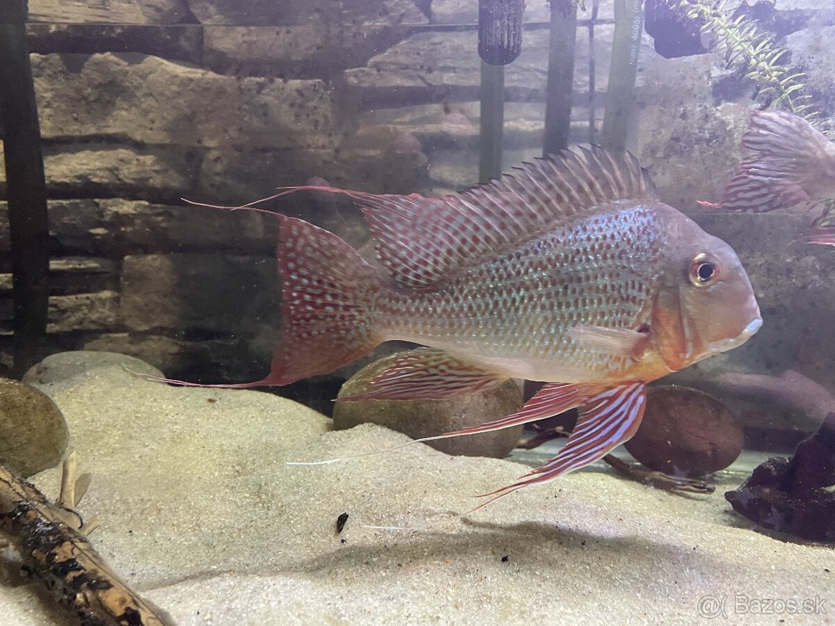 Geophagus altifrons