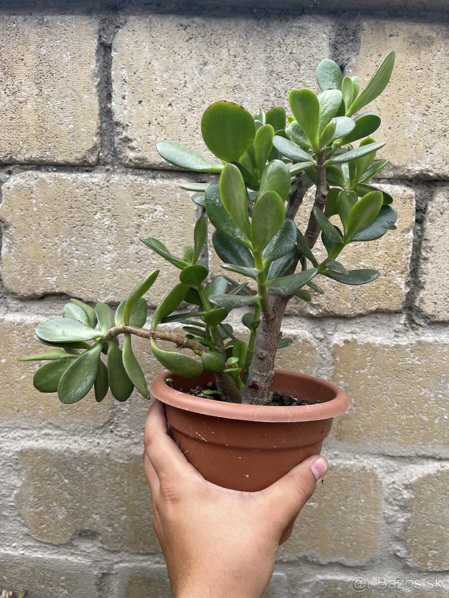 Tučnolist crassula