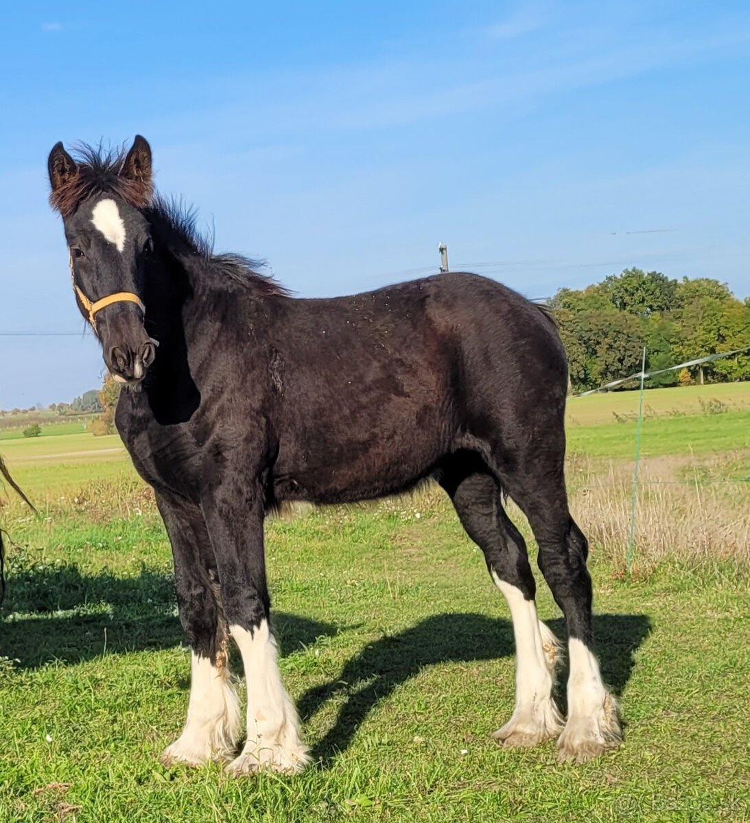 Shire horse klisna