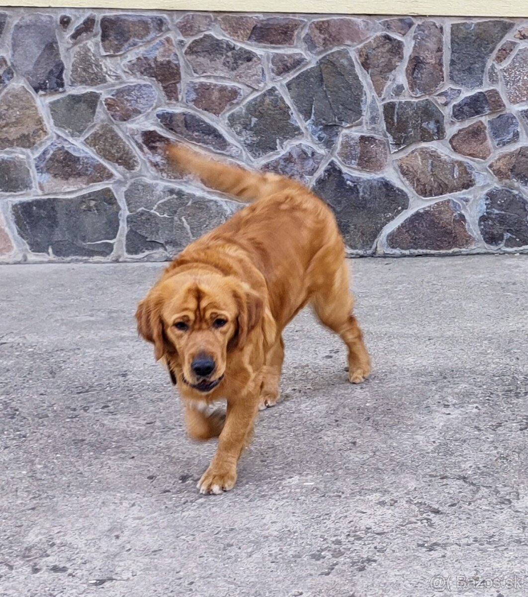 Zlatý retriever