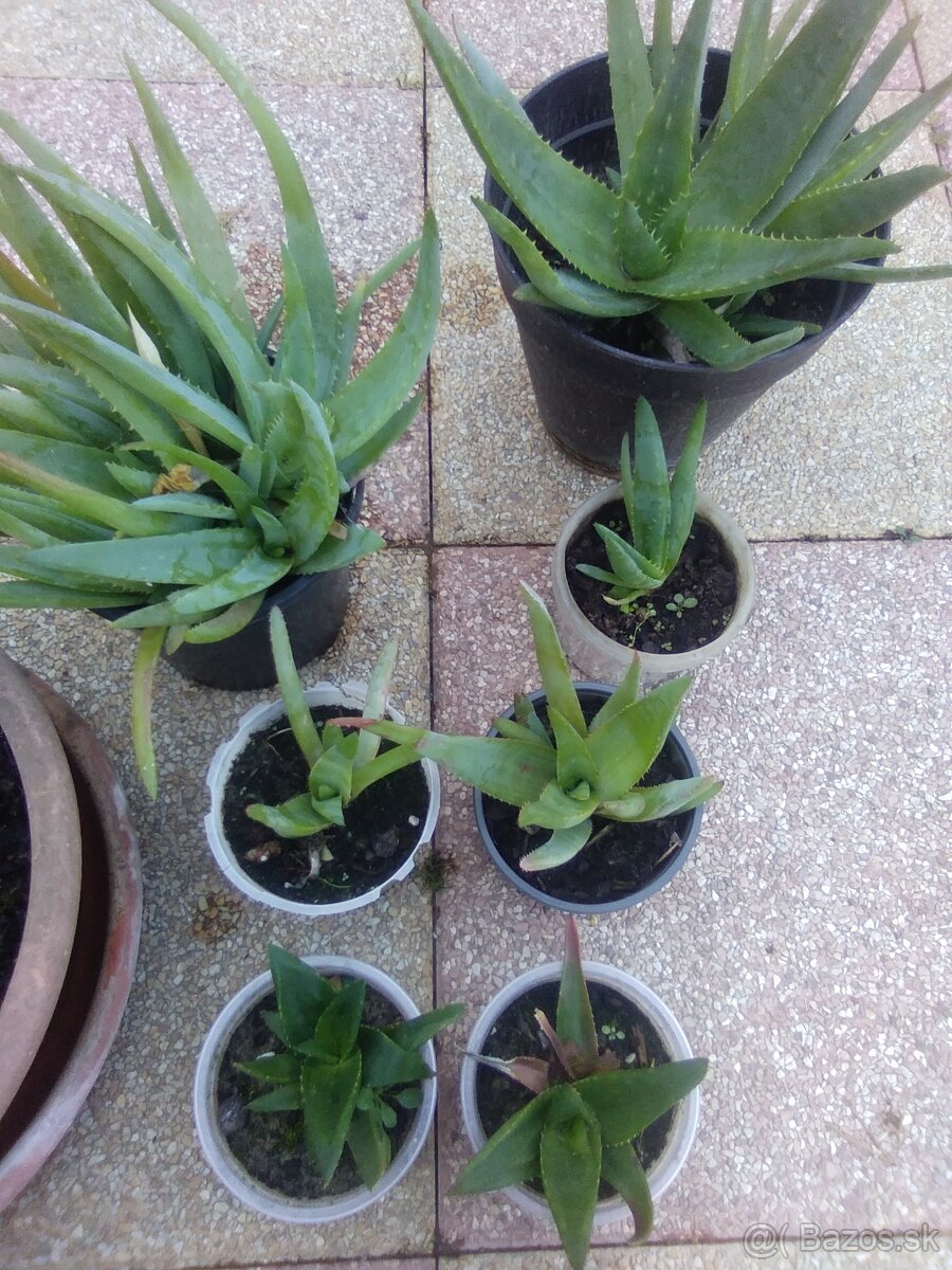 Aloe vera