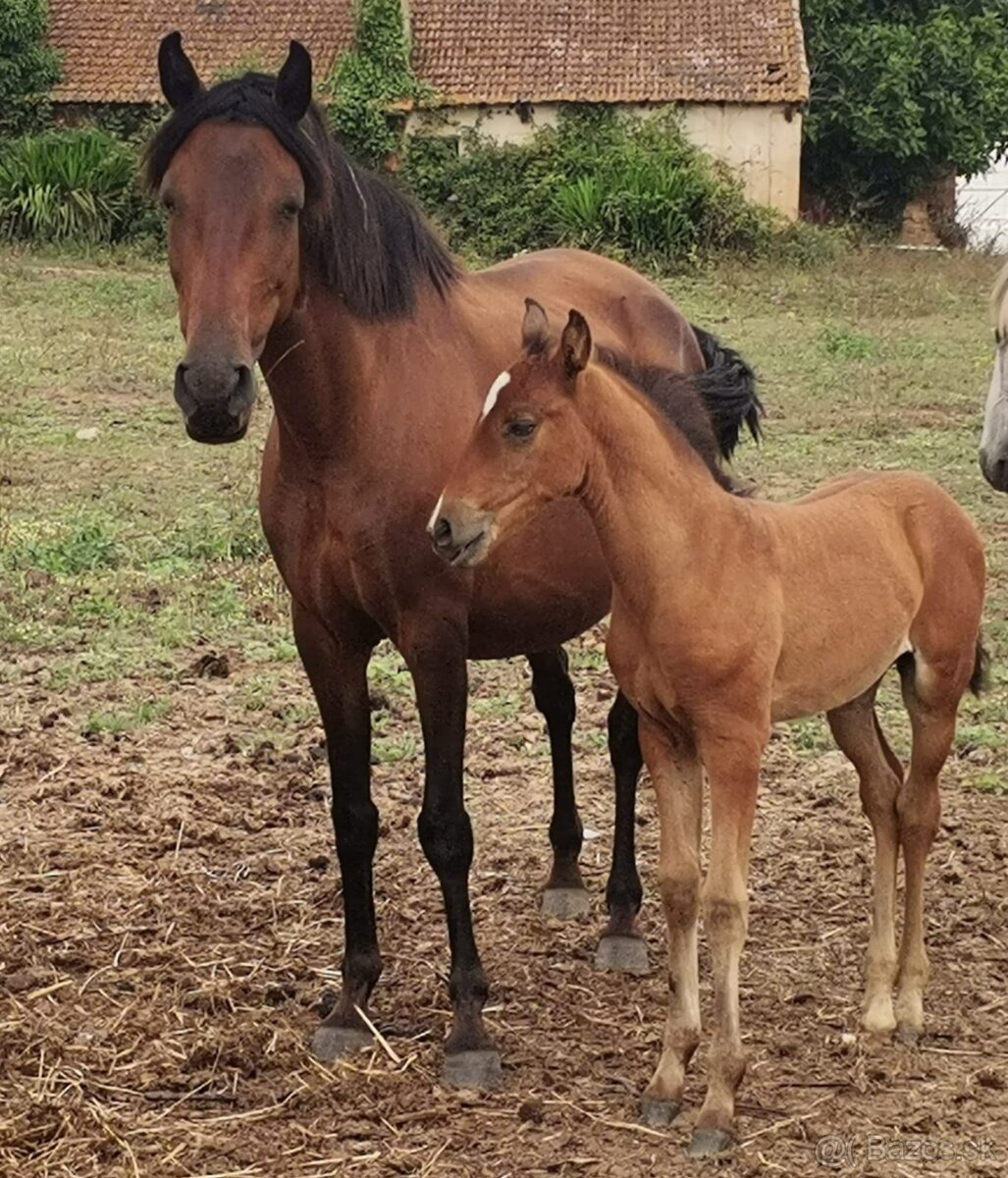 Predám lusitano kobylku