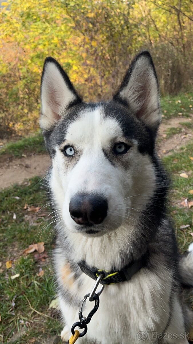 HUSKY