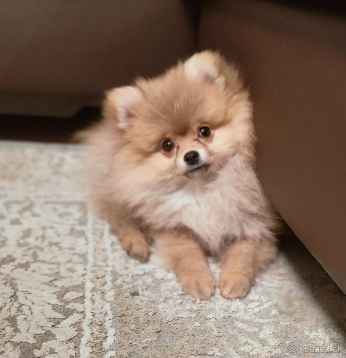 Pomeranian