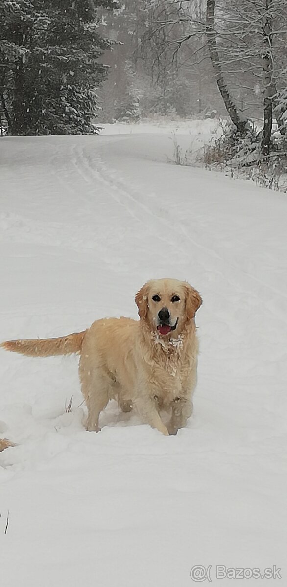 Zlatý retriever krytie